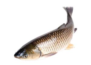 Φρέσκο Ψάρι & Θαλασσινά